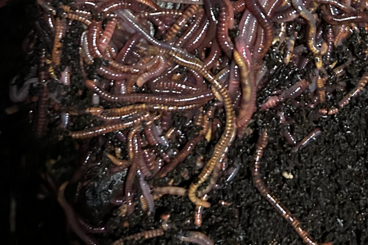 Red Wiggler Worms